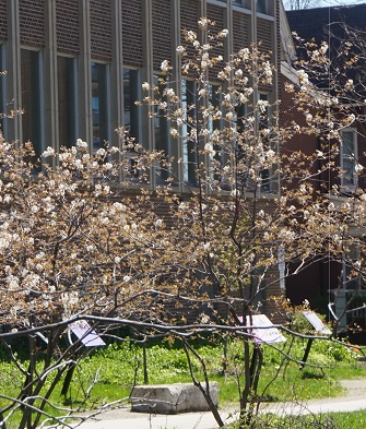 Cherry Trees Outside the Sociology Building