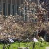 Cherry Trees Outside the Sociology Building