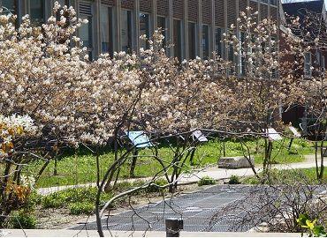 Park with cherry trees in front of 725 Spadina Ave